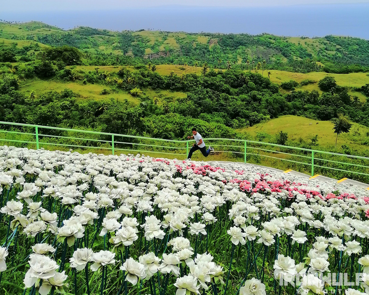 The 16,000 Blossoms at Lintaon Park
