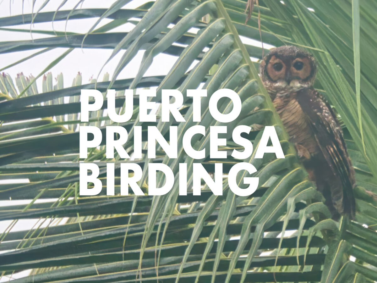 Puerto Princesa Birding