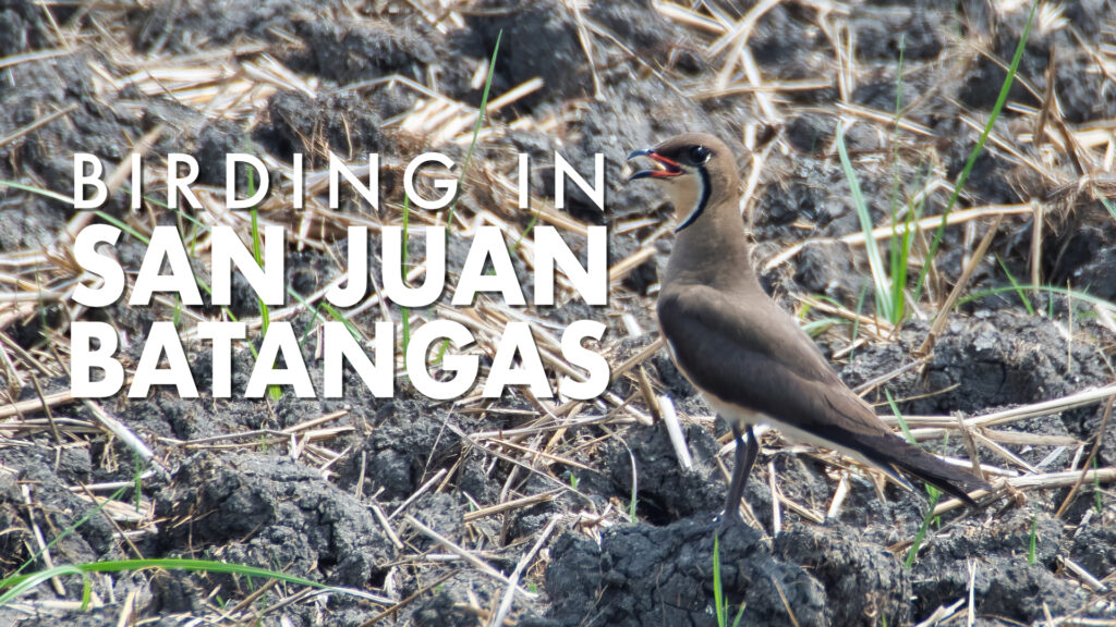 Birding in San Juan Batangas