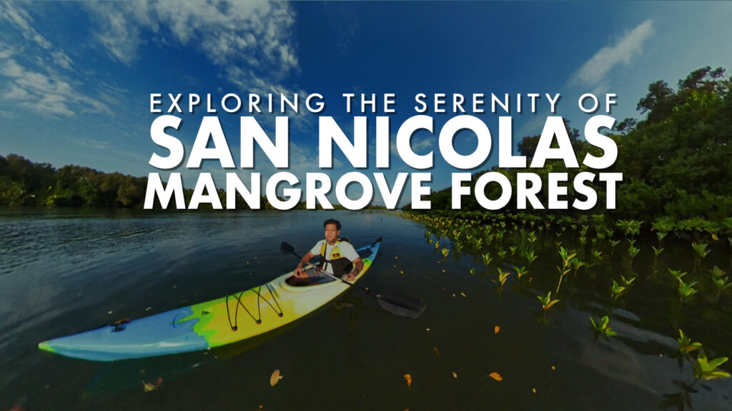 The San Nicolas Mangrove Forest